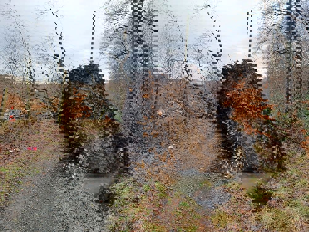 A large root of a windblown tree lying on a path