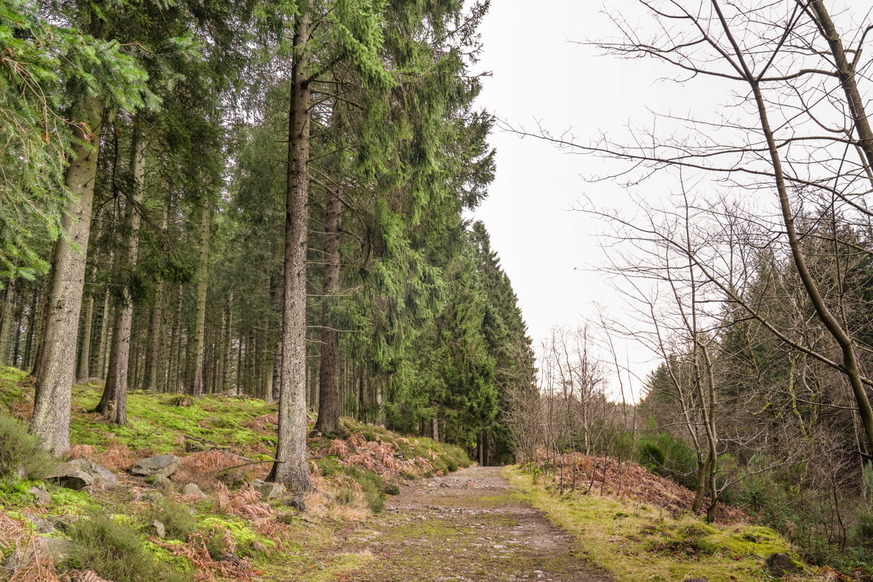 A forest path through conifers