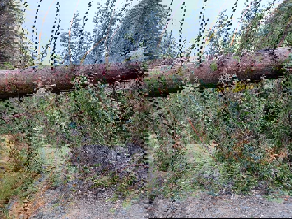 A large tree hanging over a walking path