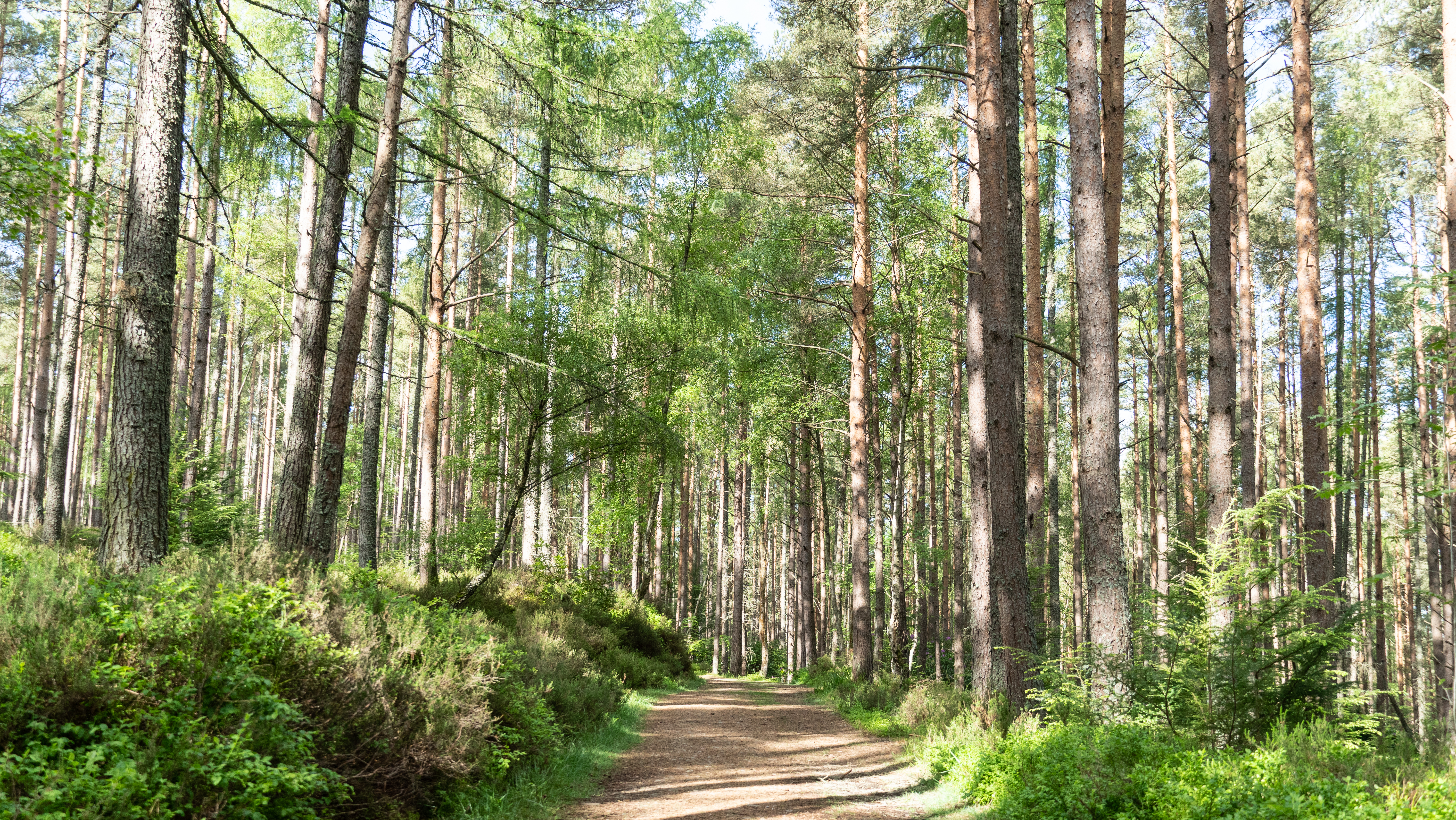 Sunny treed path in a forest