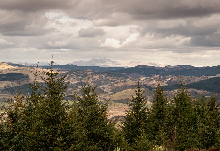 Views of mountains over pine trees