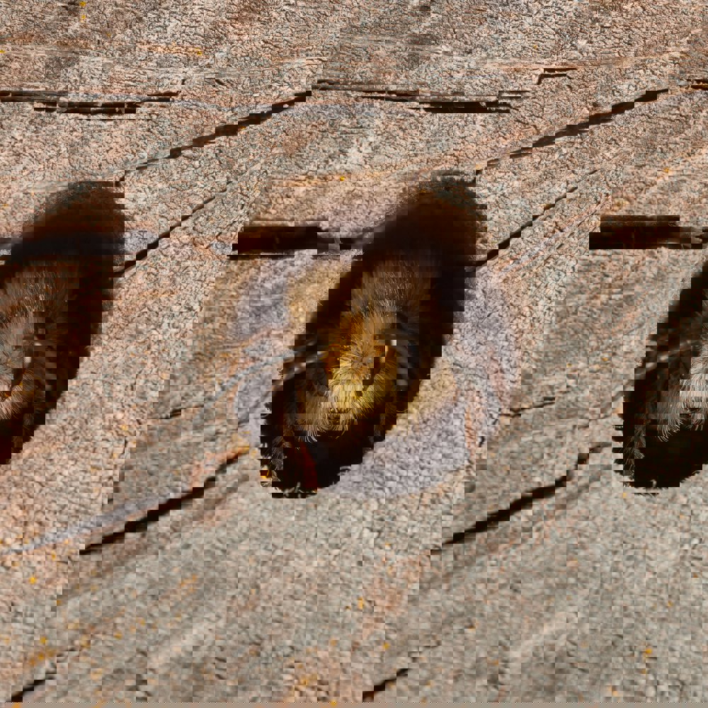 Solitary bee in hole.