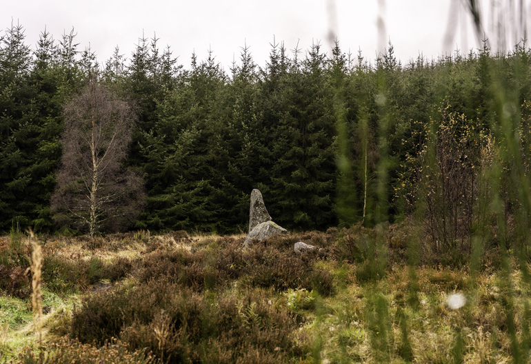 A stone circle in a clearing with conifer trees behind