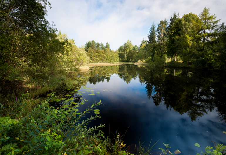 A calm pond set in a mixed woodland with lily pads and a nice reflection of the trees and clouds in the water