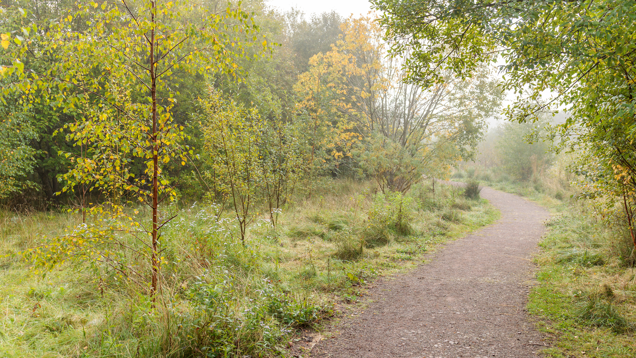 Path through woodland.