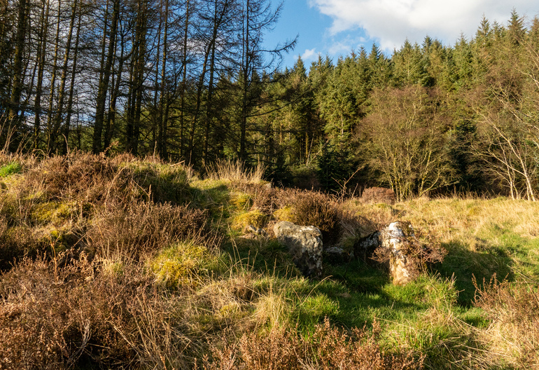 A stone circle in a meadow in a forest
