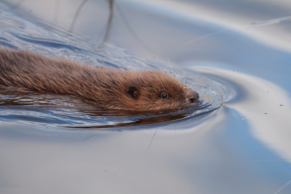 Beaver swimming with head just above the water.