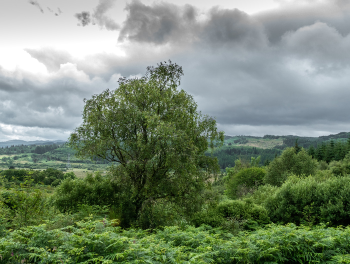  A large broadleaf tree growing on a hill overlooking a forest