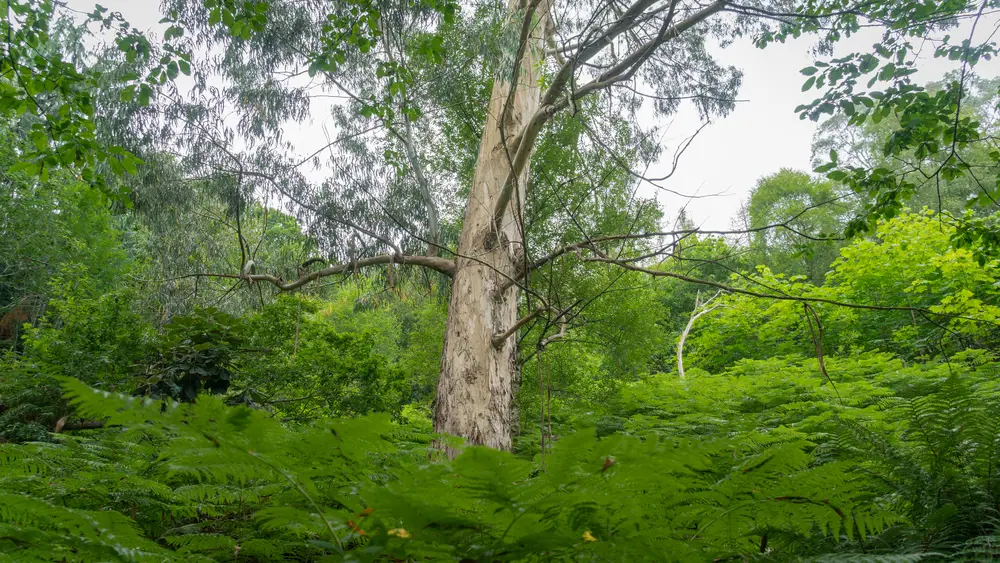 kilmun arboretum 11 of 33