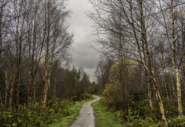 A walking trail through broadleafs