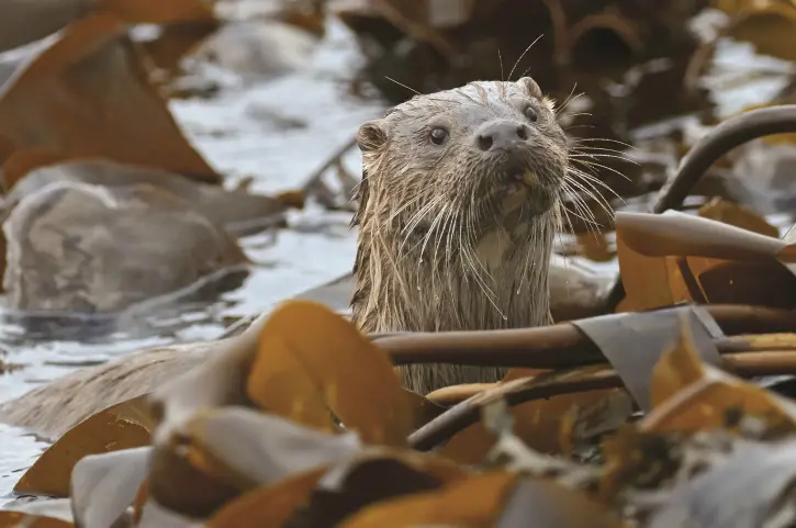 (c) chris gomersall/2020 Vision Otter amongst sea weed