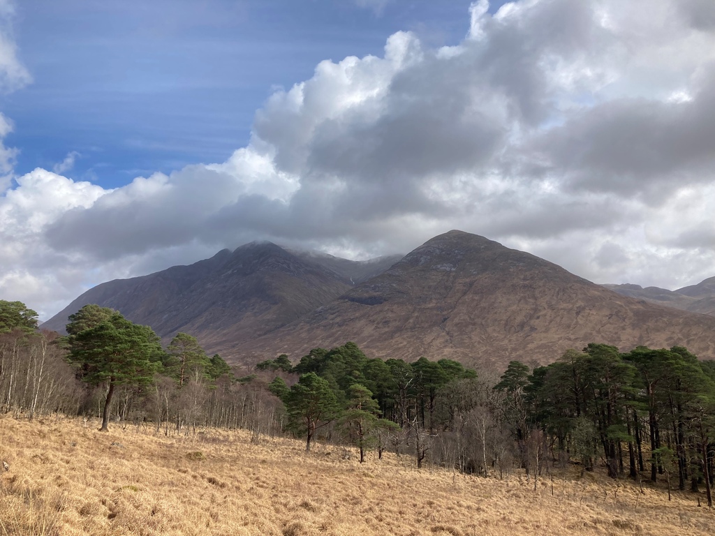 Scots pine trees with mountains in the background.