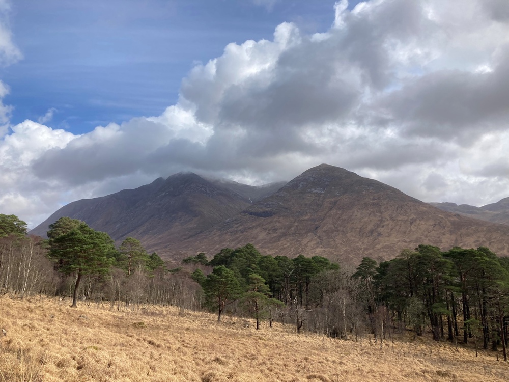 Scots pine trees with mountains in the background.