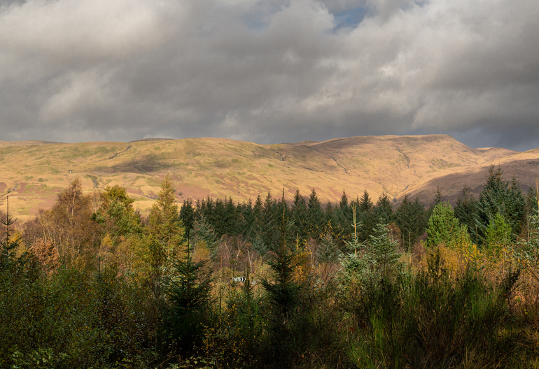 A mountain with conifer trees in the foreground 