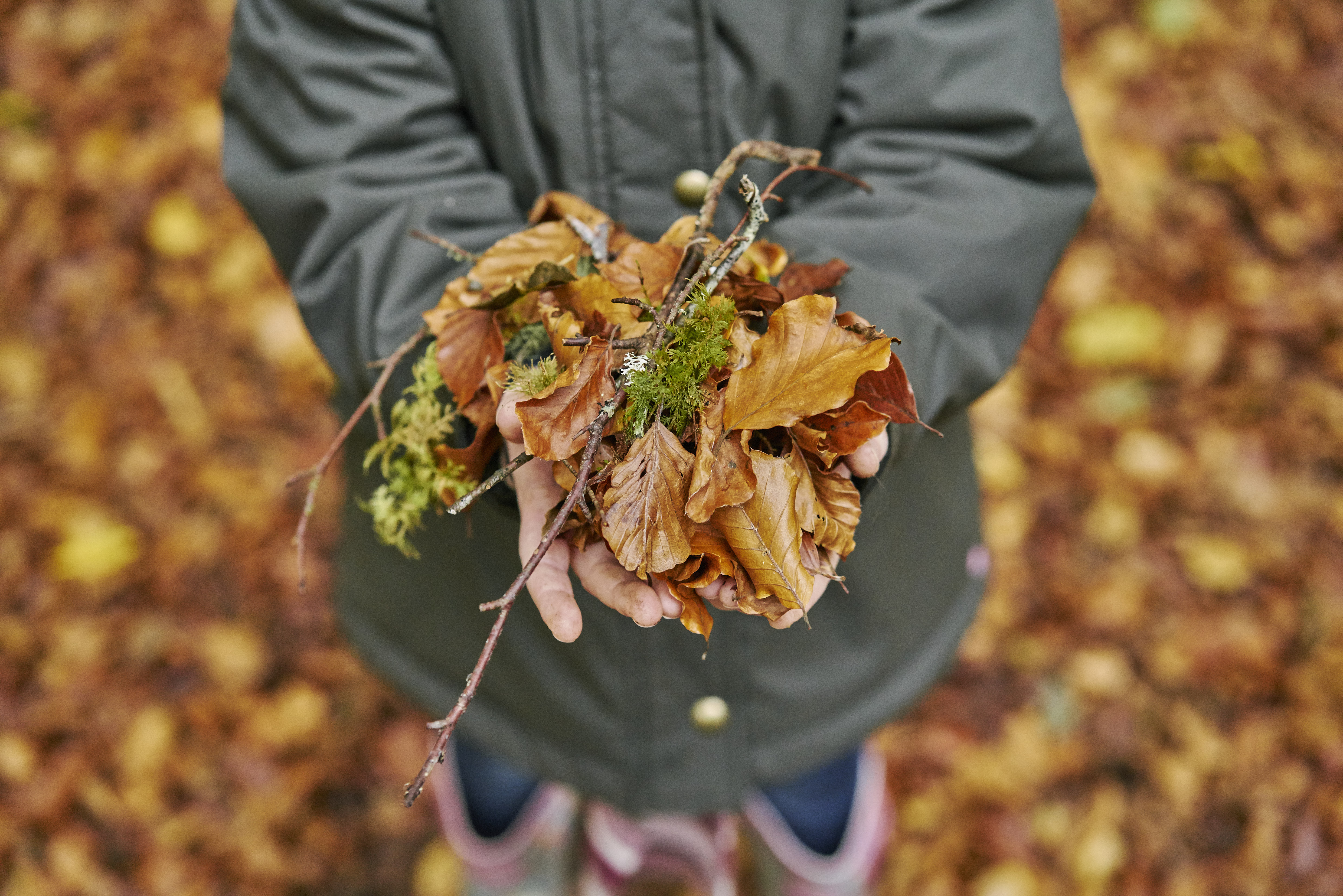 Young child's hands holding bundles of golden beech leaves.