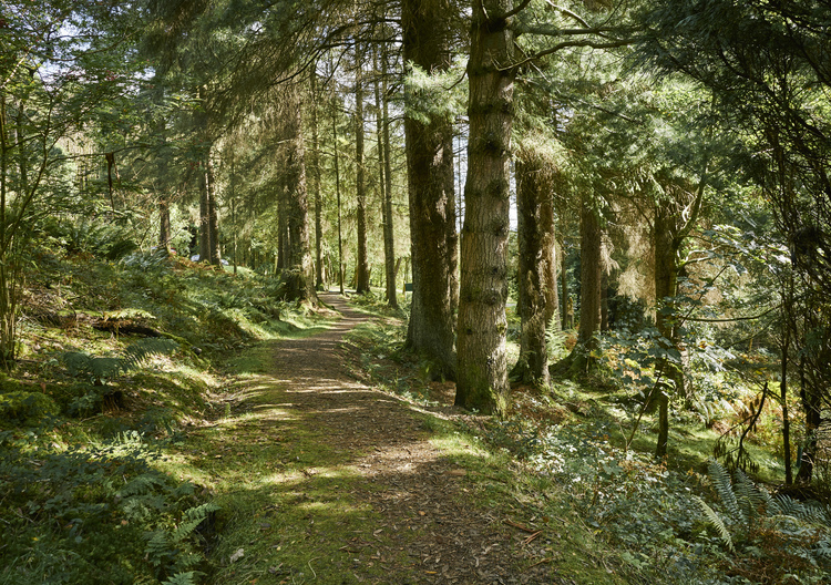 Dappled sunlight shines through trees on woodland trail, Kilmun Arboretum