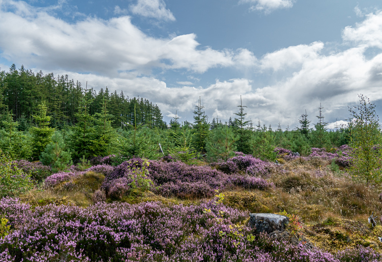 A young plantation with heather 