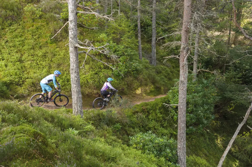 Mountain bikers in a forest