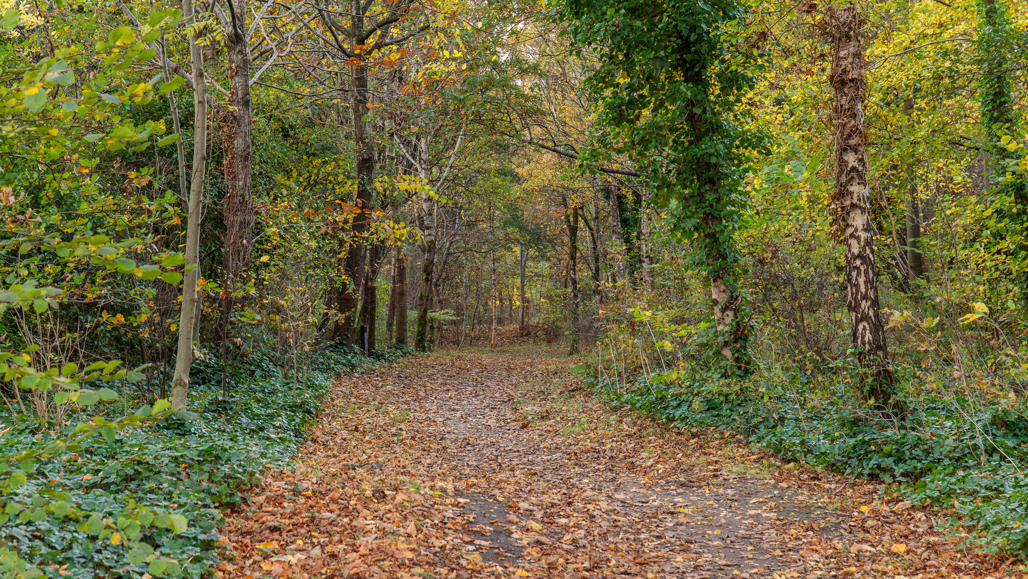 Path with leaves on the ground going through forest.