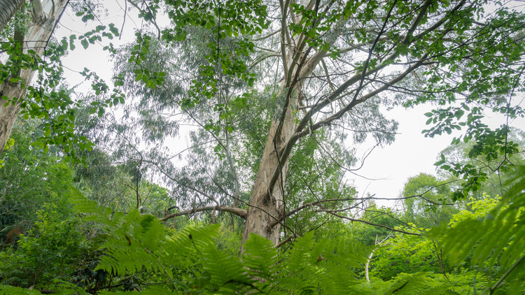 A ancient tree with ferns in front