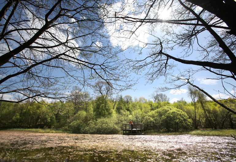 Viewing platform at edge of small loch covered in lillies with trees behind.